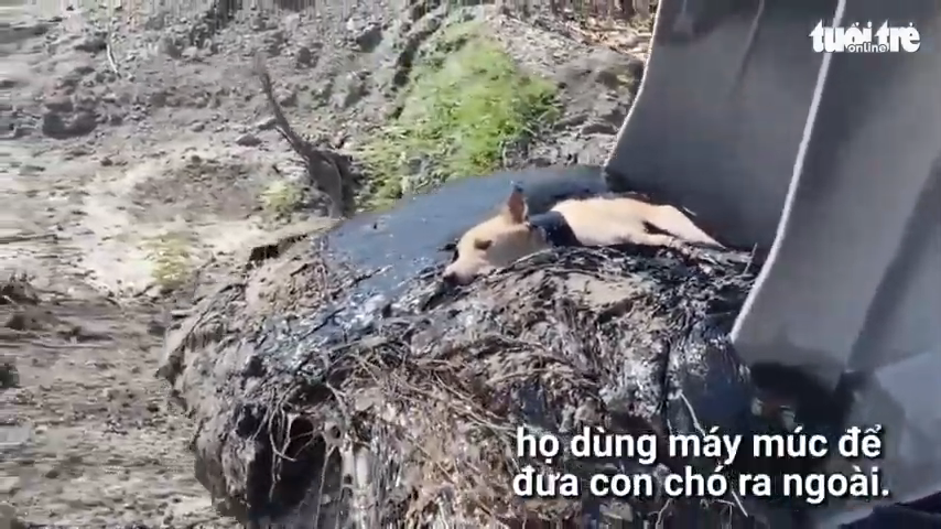 Two hours to rescue a dog stuck under the asphalt (Video)