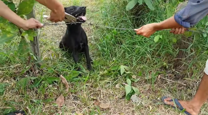 Wow The dog trapped with barbed wire How can we help it Life of Natural Foods 3 49 screenshot cleanup