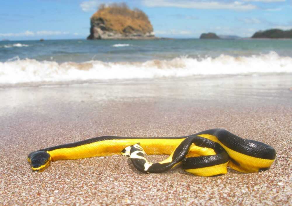 First time in 30 years that a highly poisonous sea snake has washed up on Californian shores - archeology and animals Blog