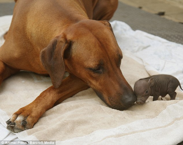 Baby piglet and farm dog