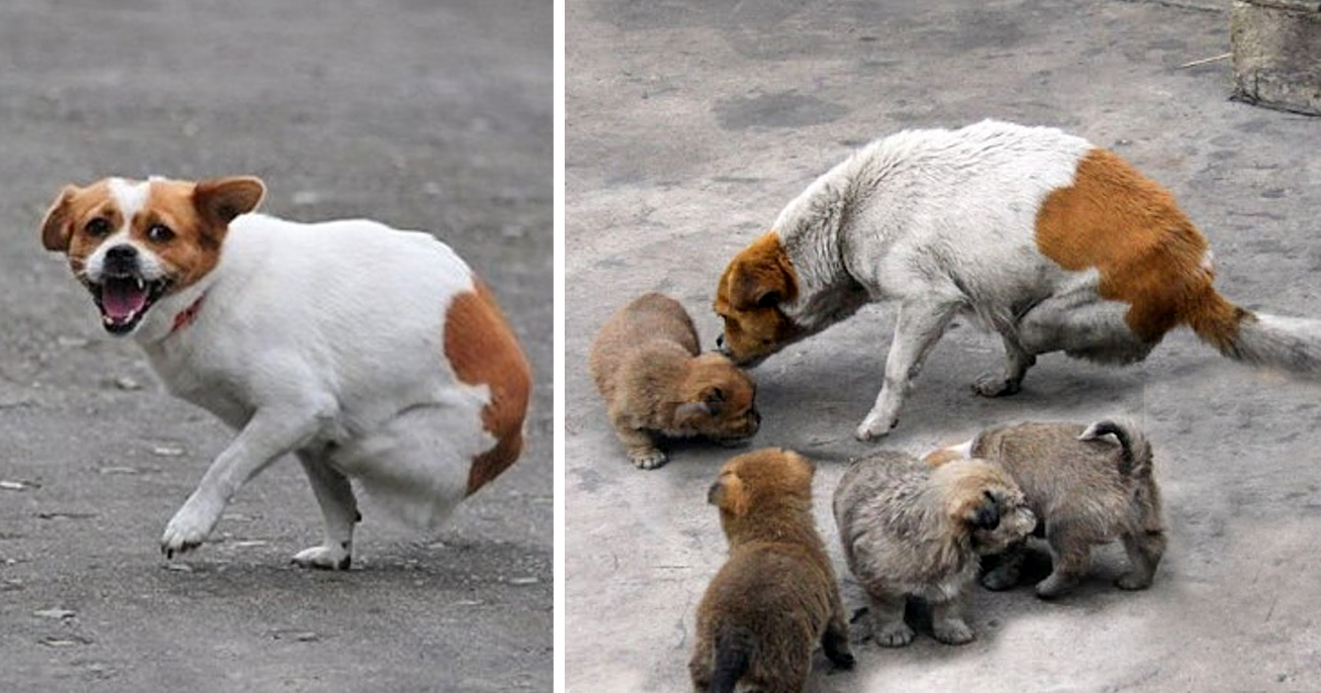 Mother Dog Abandoned by Owner, both Legs Crushed by Train, but Still Tries to Care for 4 Small Pups - Animal Blog