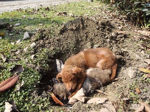 In Her Final Moments, the Dog Lay Next to His Sister, Comforting Her With His Presence - Top News