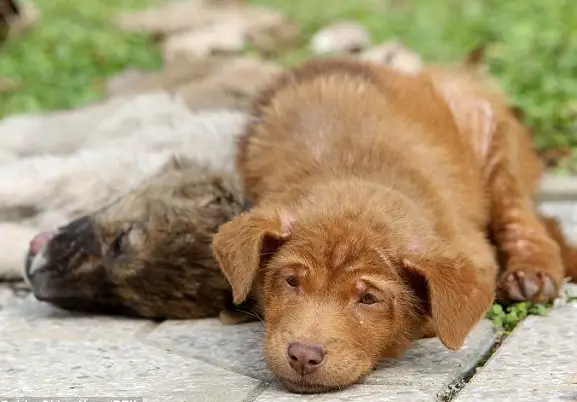 In Her Final Moments, the Dog Lay Next to His Sister, Comforting Her With His Presence - Top News