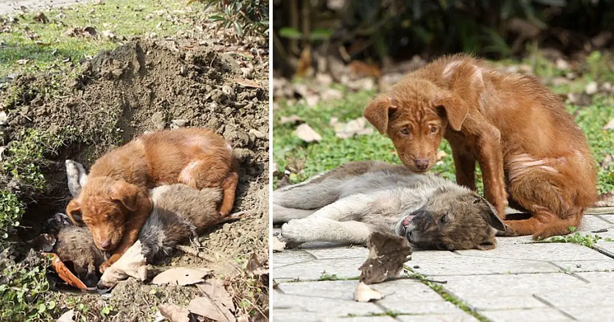 In Her Final Moments, the Dog Lay Next to His Sister, Comforting Her With His Presence - Top News