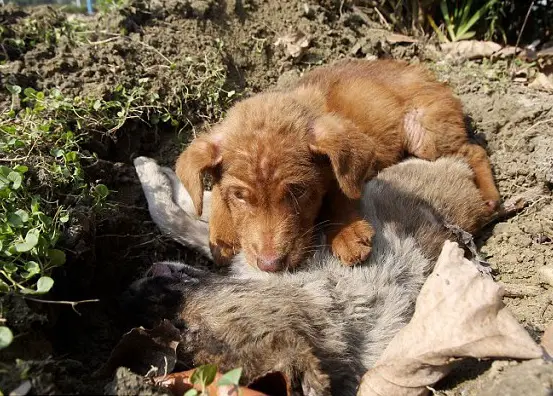 In Her Final Moments, the Dog Lay Next to His Sister, Comforting Her With His Presence - Top News