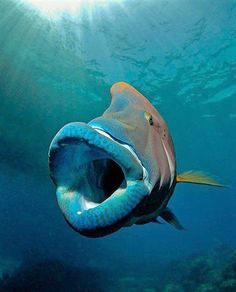 When a marine fisherman in the Sea of America captured a massive blue fish with an odd face, he became terrified.