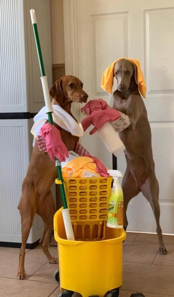 This Dog helps his Owner to Clean the Home so he has time to go for Shopping and Cook for his Family.