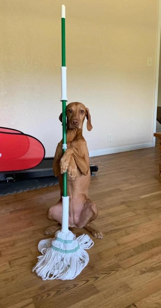 This Dog helps his Owner to Clean the Home so he has time to go for Shopping and Cook for his Family.