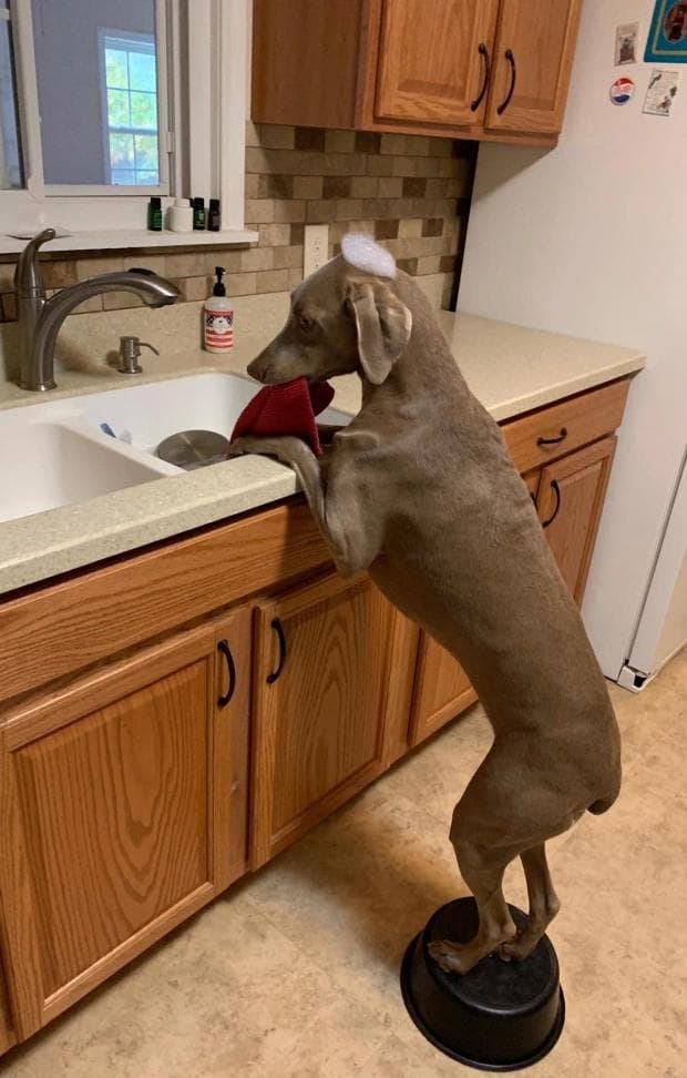 This Dog helps his Owner to Clean the Home so he has time to go for Shopping and Cook for his Family.