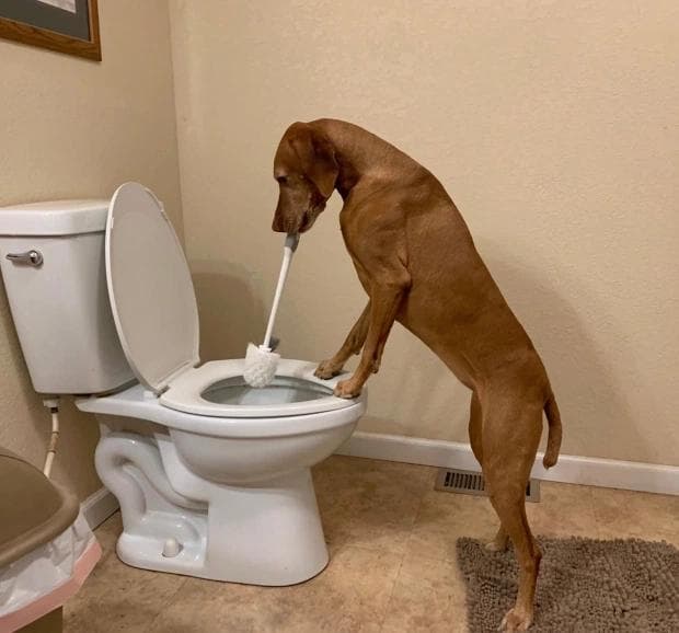 This Dog helps his Owner to Clean the Home so he has time to go for Shopping and Cook for his Family.