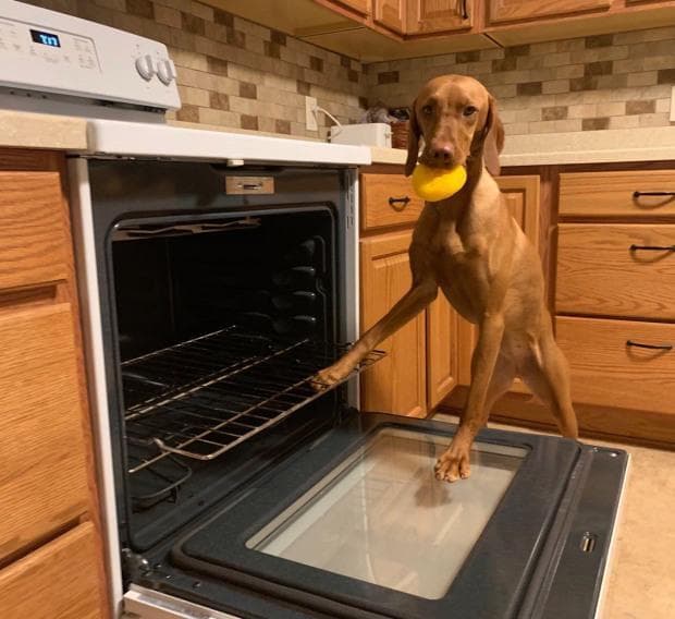 This Dog helps his Owner to Clean the Home so he has time to go for Shopping and Cook for his Family.