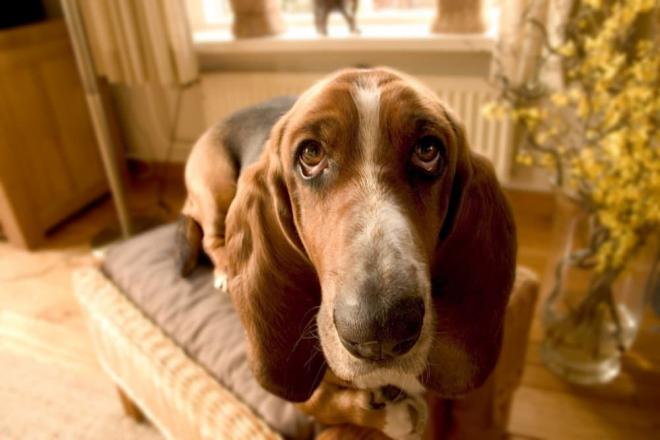 This Dog helps his Owner to Clean the Home so he has time to go for Shopping and Cook for his Family.