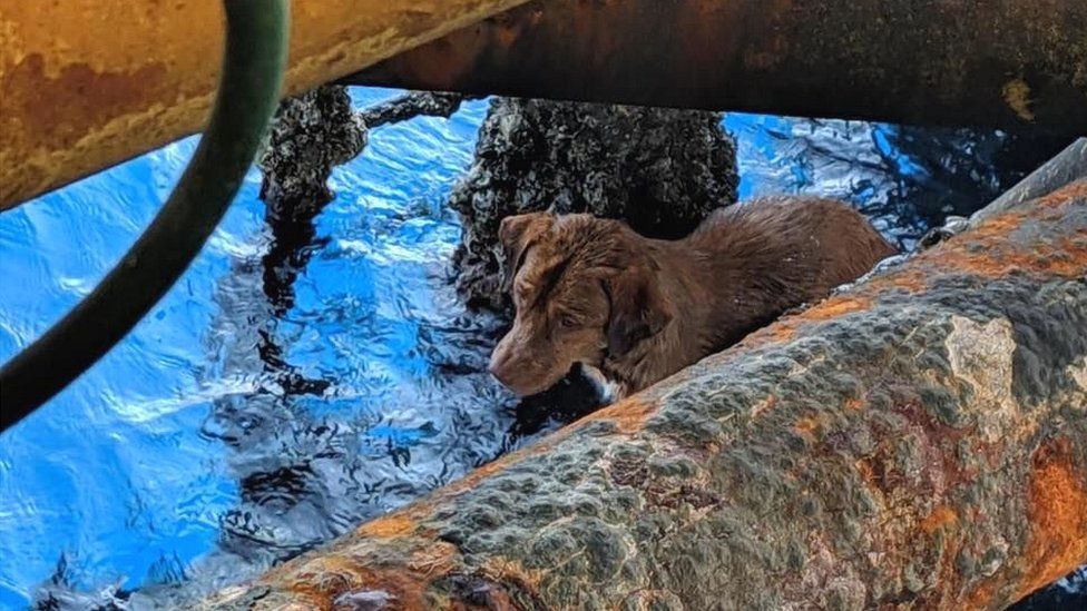 Rescuing the dog from the beach, 220km from the shore