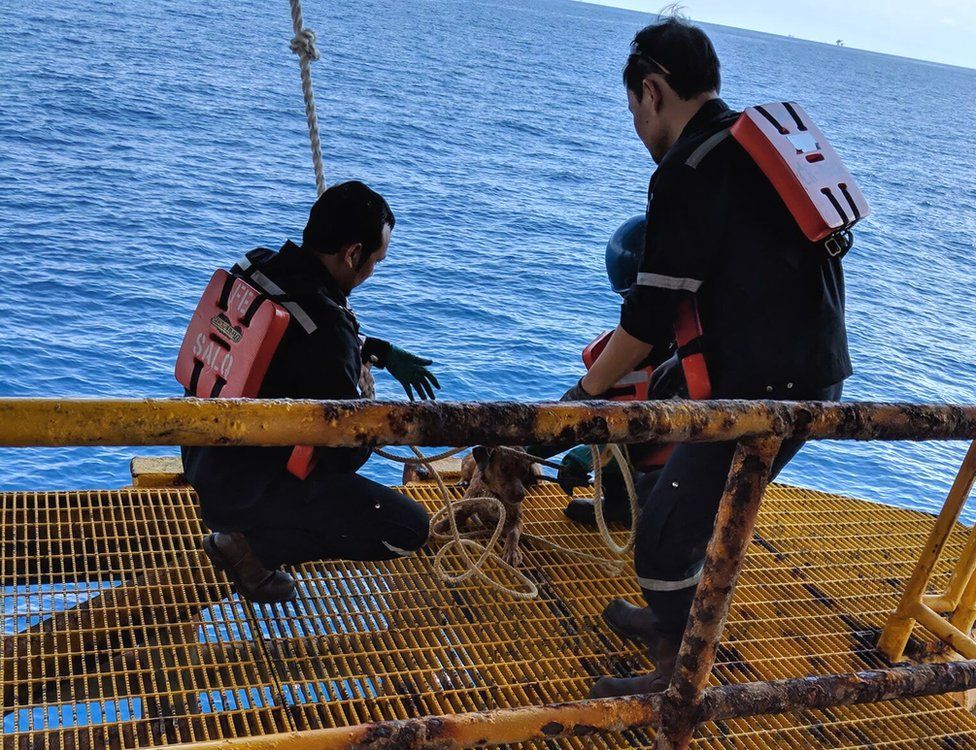 Rescuing the dog from the beach, 220km from the shore