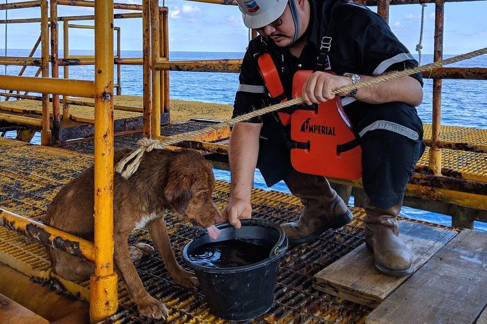 Rescuing the dog from the beach, 220km from the shore