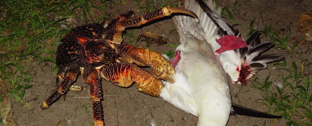 Many people are deeply offended by the practice of coconut crabs climbing trees to steal bird wings before butchering them.