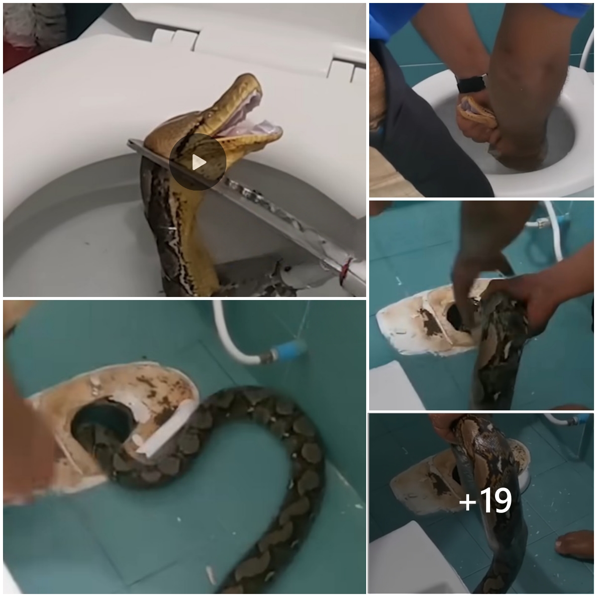 Be Amazed To See The 12 Foot Python Pop Up From The Toilet 0012