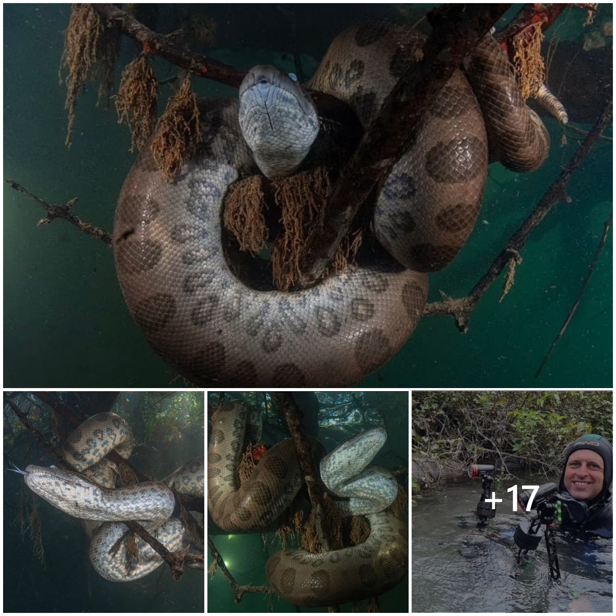 Shivering minutes when facing a giant python more than 7m long ...