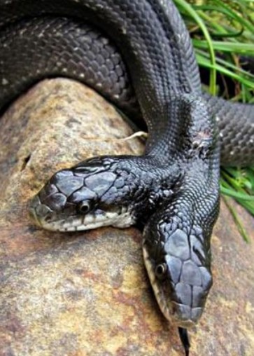 The two-headed snake lives for up to 17 years, the way of feeding is surprising - Photo 1.