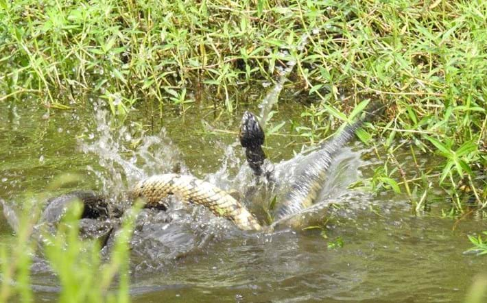 Never fail to... Cottonmouth snakes play around in the dirt to take off some steam.