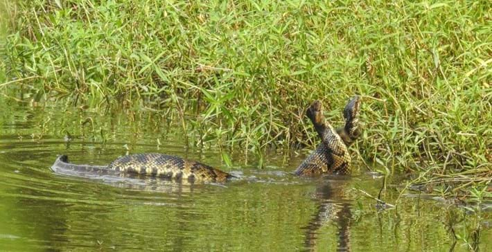 Never fail to... Cottonmouth snakes play around in the dirt to take off some steam.