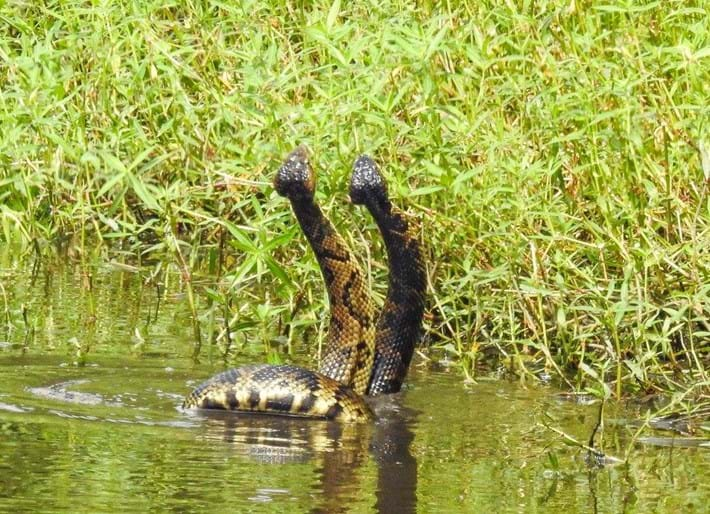 Never fail to... Cottonmouth snakes play around in the dirt to take off some steam.