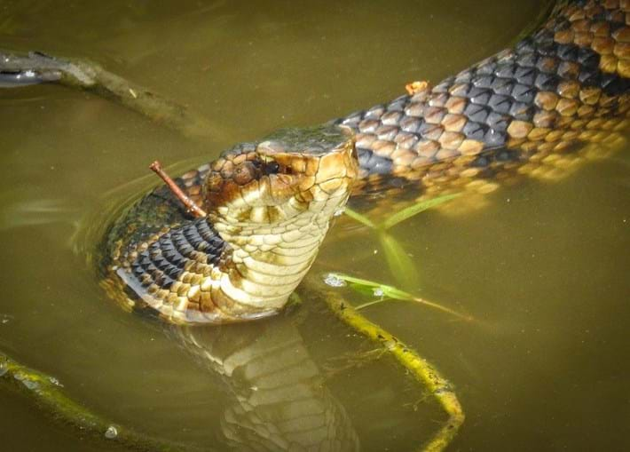 Never fail to... Cottonmouth snakes play around in the dirt to take off some steam.