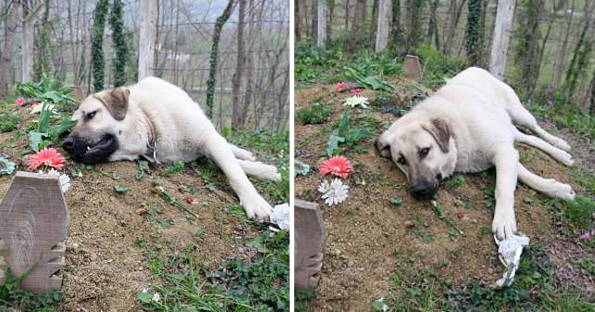 This ‘heartbroken’ dog ran away from home everyday to visit his dead owner’s grave - Puppies Love