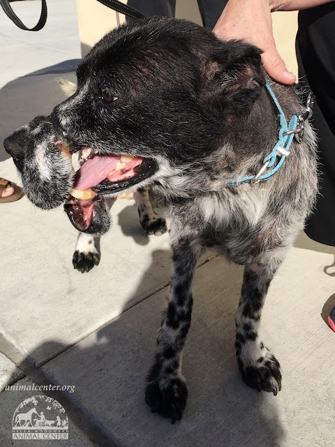 Deformed dog abused with cruel cable muzzle finally finds loving home - Puppies Love