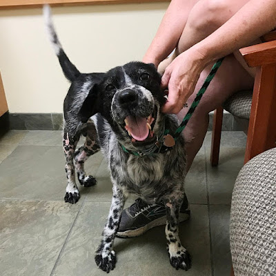 Deformed dog abused with cruel cable muzzle finally finds loving home - Puppies Love