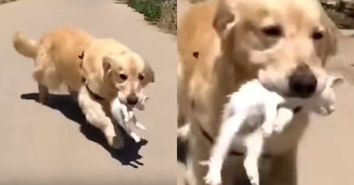 Golden Retriever saved a little kitten, brought him home and began to take care of him. - Juligal