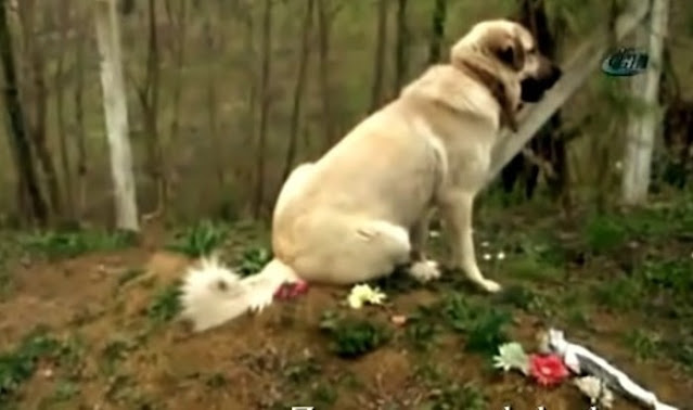 This ‘heartbroken’ dog ran away from home everyday to visit his dead owner’s grave - Puppies Love