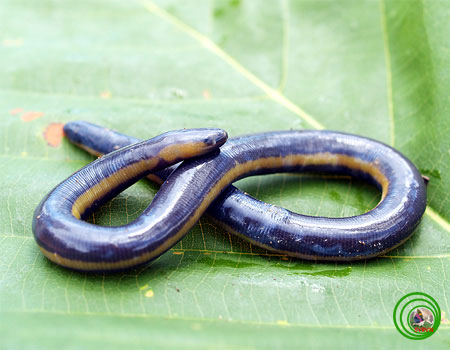 The body of the worm frog is similar to an earthworm, but larger.