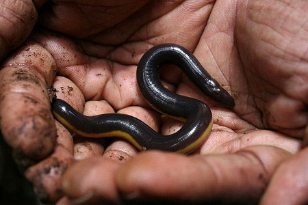 The body length of the worm frog can reach tens of centimeters.