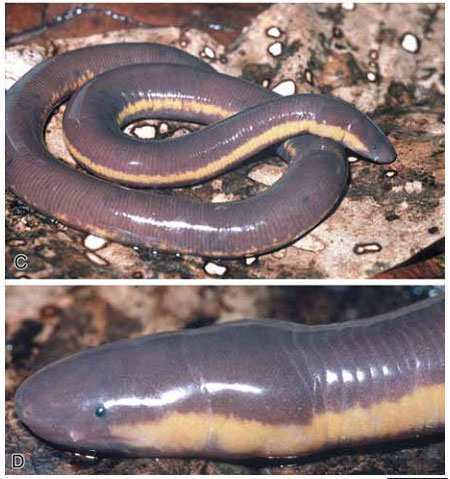 They differ from worms in that: The head has eyes like two black dots.