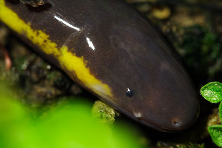 The head of the worm frog is small and slightly flattened, the snout is relatively pointed, and the jaws are clear.