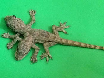 Bizarre 2-headed, 6-legged gecko found in Thailand