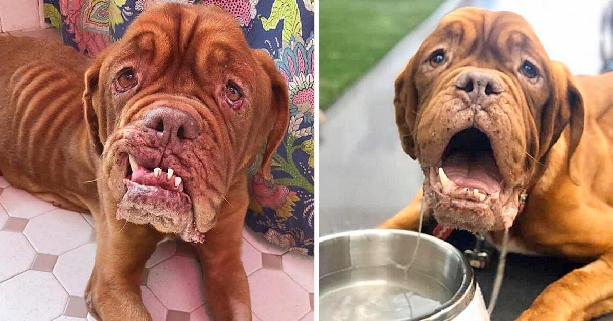 French Mastiff With Terminal Cancer Finally Finds A Loving Home To Spend The Rest Of Her Days - Puppies Love