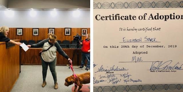 French Mastiff With Terminal Cancer Finally Finds A Loving Home To Spend The Rest Of Her Days - Puppies Love