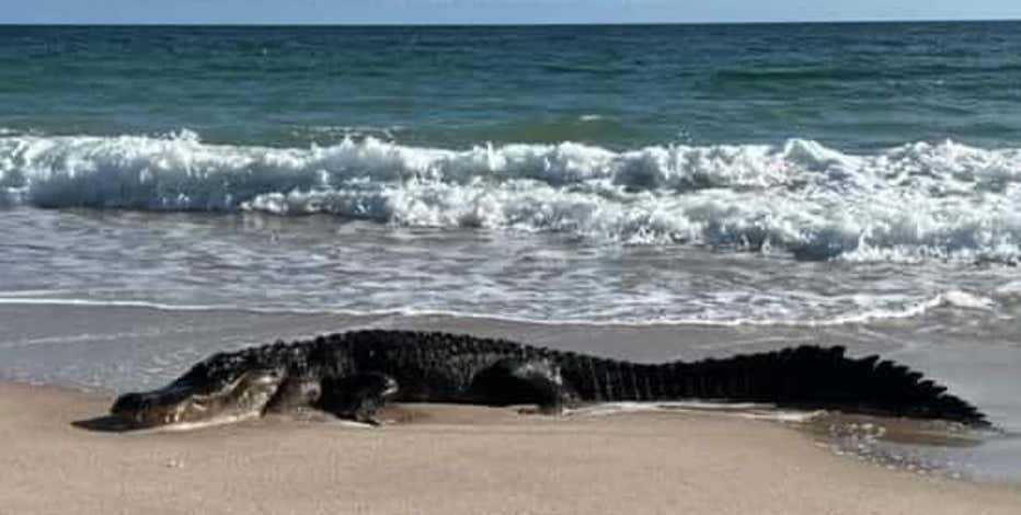 Large 10-foot alligator seen in a rare sight swimming towards the beach - archeology and animals Blog