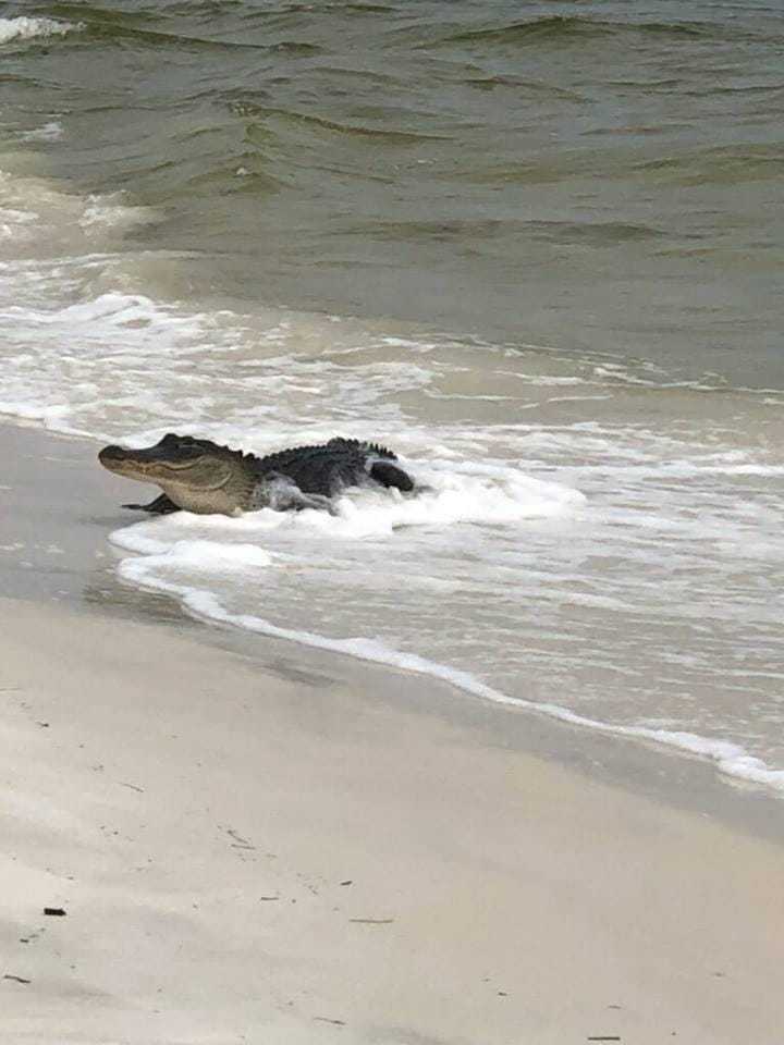 Large 10-foot alligator seen in a rare sight swimming towards the beach - archeology and animals Blog