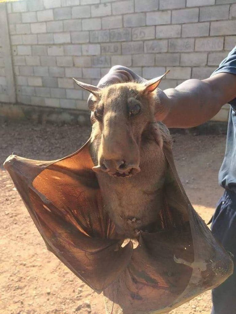 Learn about the Hammer-Headed Bat, a megabat from Africa regarded as one of the ugliest animals.