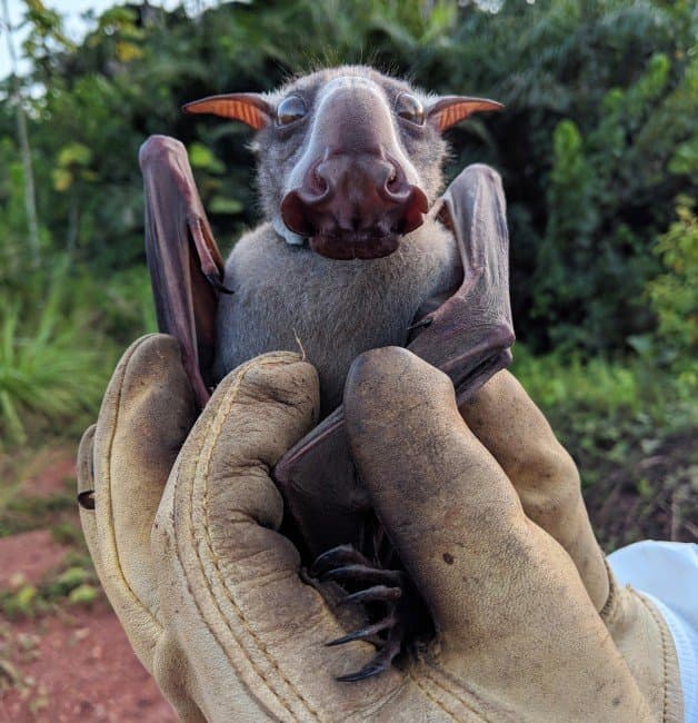 Learn about the Hammer-Headed Bat, a megabat from Africa regarded as one of the ugliest animals.