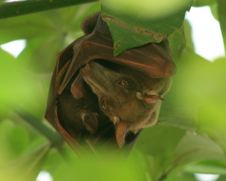 Learn about the Hammer-Headed Bat, a megabat from Africa regarded as one of the ugliest animals.