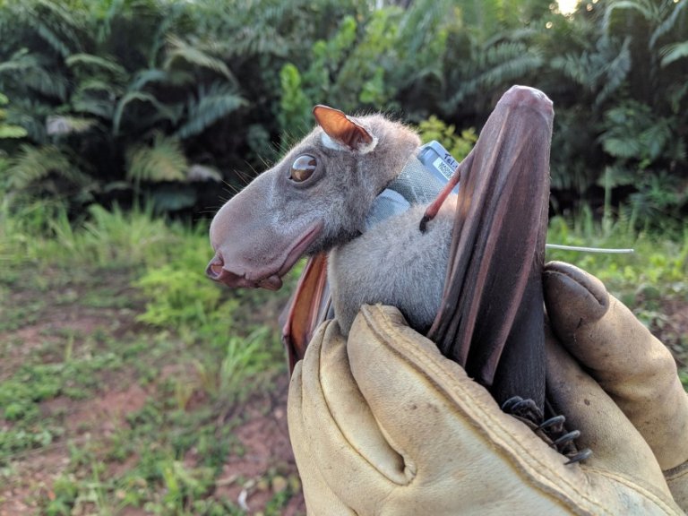 Learn about the Hammer-Headed Bat, a megabat from Africa regarded as one of the ugliest animals.