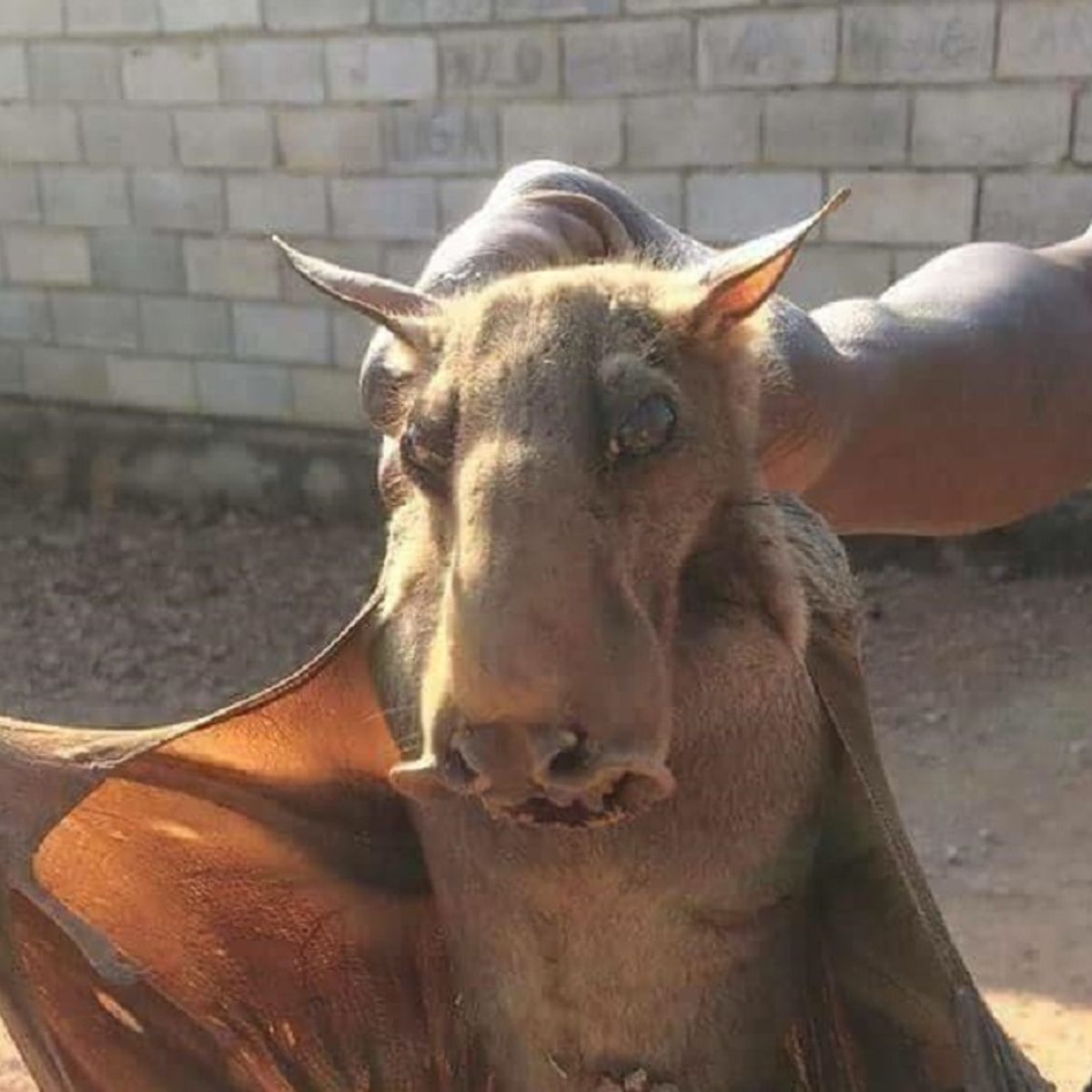 Learn about the Hammer-Headed Bat, a megabat from Africa regarded as one of the ugliest animals.