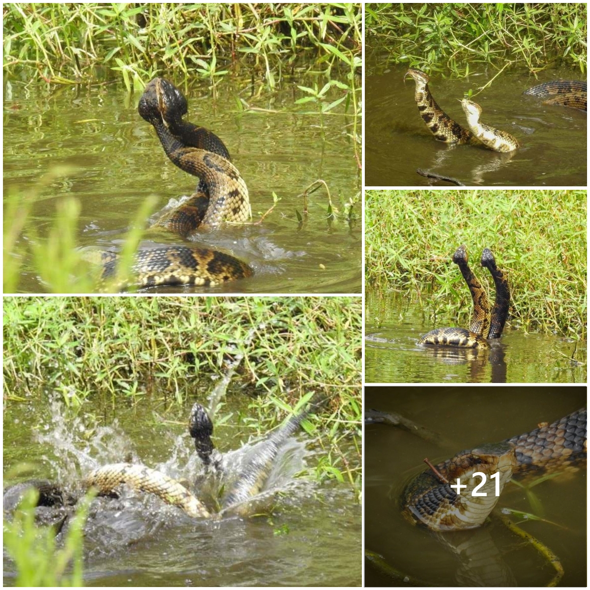 Cottonmouth snakes always play around in the soil to let off some steam
