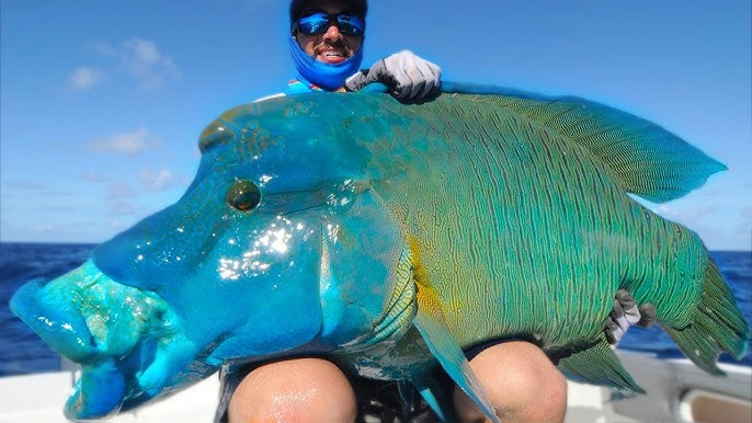 When a marine fisherman in the Sea of America captured a massive blue fish with an odd face, he became terrified.