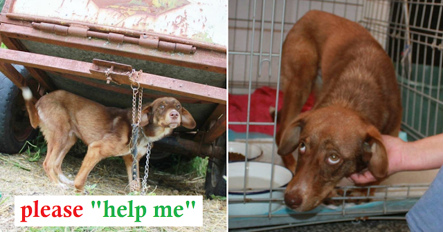 Dog chained and starved to pray for a better life