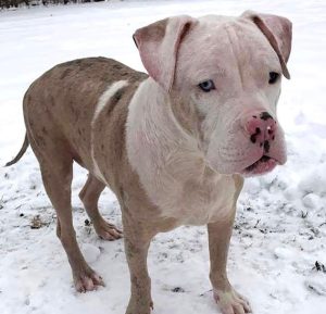 A Deaf Dog that was Lucky enough to be saved after being Stung by thousands of Bees